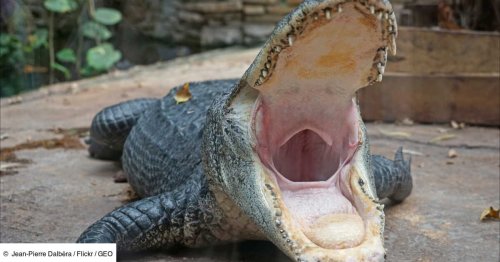 L'Œil de GEO: un crocodile et un alligator s’affrontent pour un coin de soleil dans les Everglades