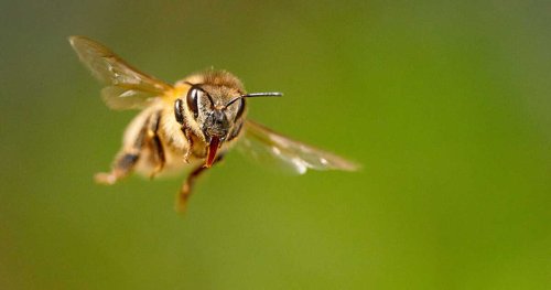 Pourquoi les abeilles aussi souffrent de la guerre en Ukraine