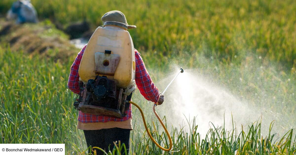 Pesticides: les députés franchissent la « ligne rouge » en autorisant à nouveau un produit interdit