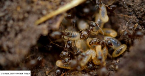 Ces insectes invasifs qui envahissent le monde en voyageant... sur des yachts