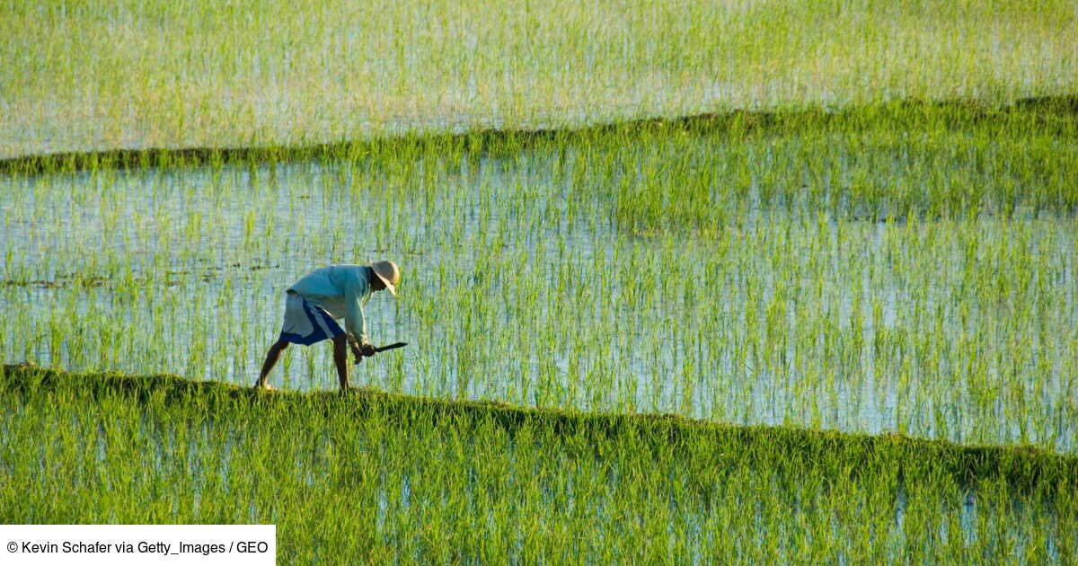Une carte mondiale révèle les zones critiques où le changement climatique menace la sécurité alimentaire