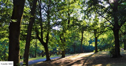 Dans le Val-d'Oise, une forêt monumentale naît sur des terres polluées par les égouts de Paris