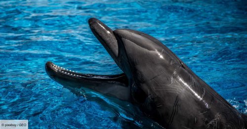 Dans un zoo suédois, un dauphin meurt étouffé par des algues en plastique placées dans son bassin
