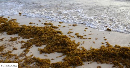 D'immenses filets "made in France" pour protéger les côtes du fléau toxique des sargasses