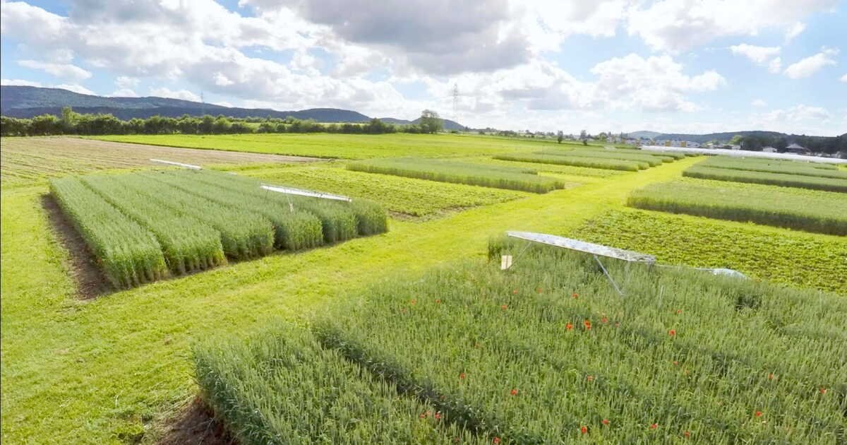 Agriculture bio versus conventionnelle: ce que nous apprend la « doyenne » des expériences grandeur nature