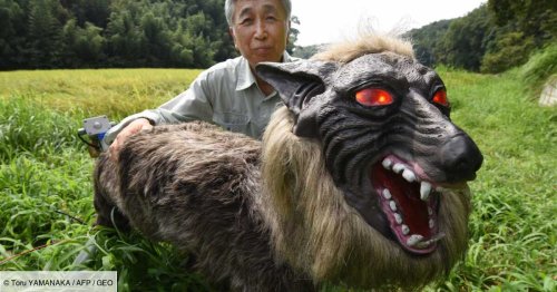 De très bizarres loups-robots à la rescousse contre les attaques d’ours au Japon