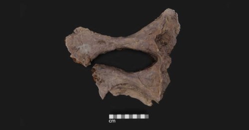 La découverte surprenante de biomolécules dans un fossile de dinosaure remet complètement en question les théories classiques