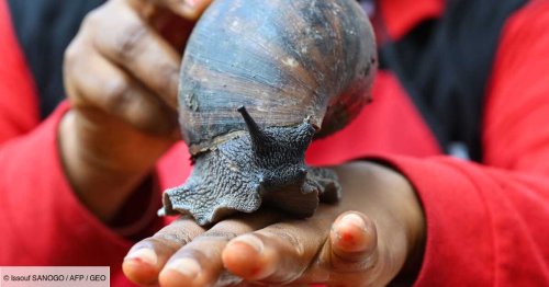 Pourquoi la Côte d'Ivoire élève-t-elle des escargots géants dans des fermes ?