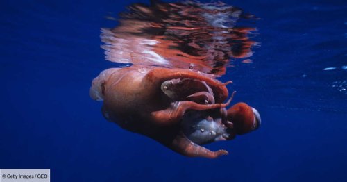 Un poulpe géant à sept bras observé dans l'Atlantique