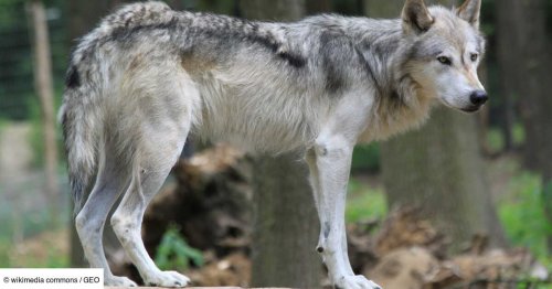 Le chiffre de GEO: 30 500 dollars offerts pour retrouver le meurtrier d'un loup protégé dans l'Oregon
