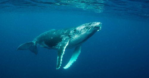 Des baleineaux sont nés "là où ce n’était pas censé arriver", à la stupeur des scientifiques