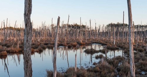 Pourquoi le long d'une baie américaine, des forêts entières se transforment en cimetières d'arbres fantômes