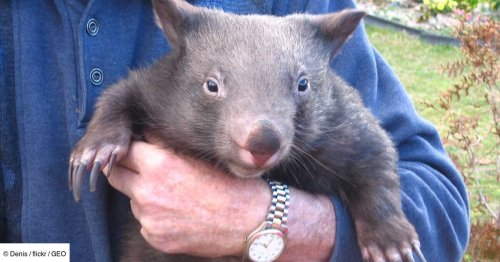 Une influenceuse américaine arrache un bébé wombat à sa mère, l'Australie veut l'expulser
