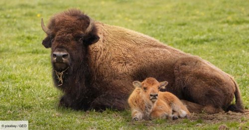 Un bébé bison euthanasié après avoir été touché par un touriste à Yellowstone