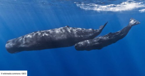 Sauvé par des cachalots? Un plongeur filme son incroyable face-à-face avec un requin