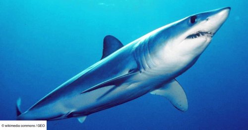 Une pieuvre chevauchant le requin le plus rapide du monde: l'observation qui fascine les chercheurs