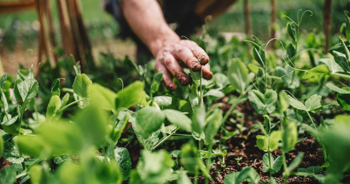 Agriculture urbaine: que mangeraient les habitants des villes en cas d’apocalypse?