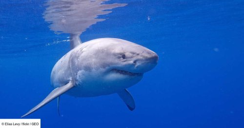 Encore plus redoutable qu'eux, un prédateur terrifiant s'attaque aux grands requins blancs en Australie