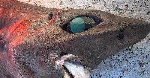Un mystérieux requin "cauchemardesque" pêché dans les profondeurs de l'Australie