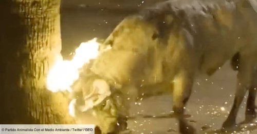 "Toro embolado" : en Espagne, l'horrifiante vidéo d'un taureau paniqué aux cornes enflammées