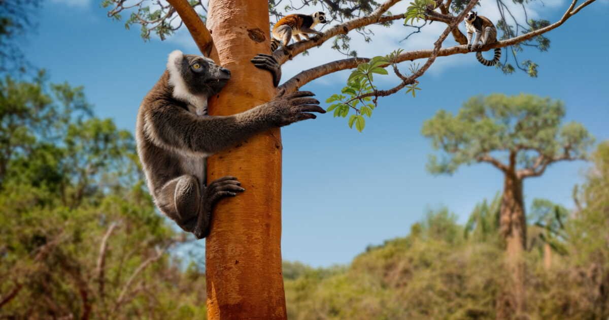 Lémurien koala: l’incroyable histoire de ce géant de 200 kilos qui régnait sur les forêts du sud de Madagascar