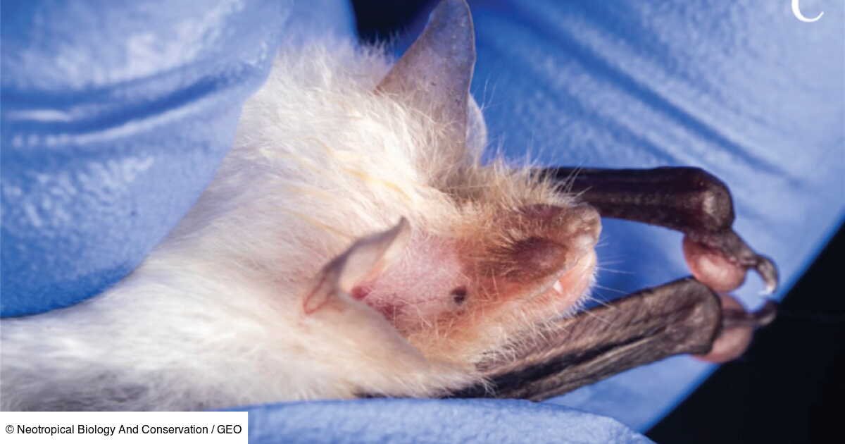 L'Œil de GEO: une chauve-souris blanche extrêmement rare intrigue les scientifiques