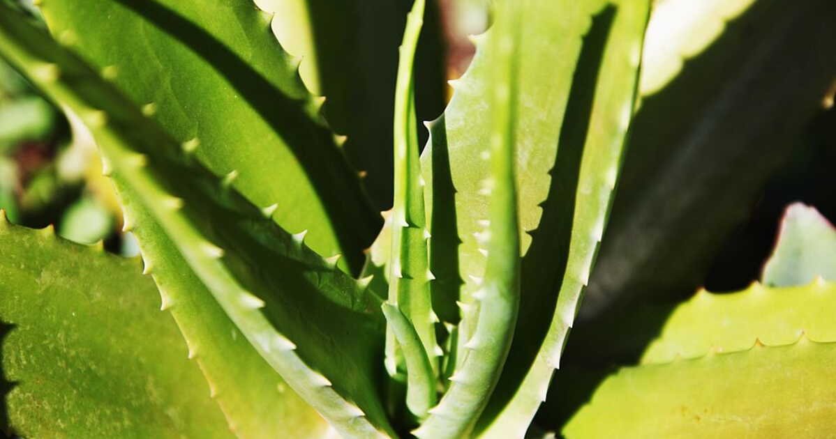 Face au changement climatique, un vigneron de l’Aude s’est tourné vers l’aloe vera
