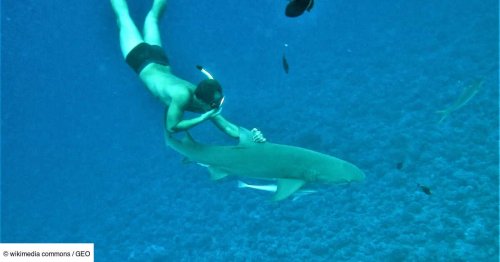 Les attaques de requins sont en hausse, et les influenceurs n'y sont pas pour rien