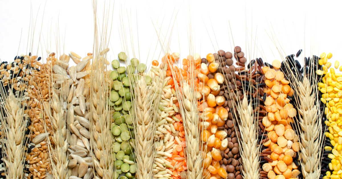 Parmi les cultures agricoles de base, une seule pourrait pleinement résister au changement climatique… avec un coup de pouce