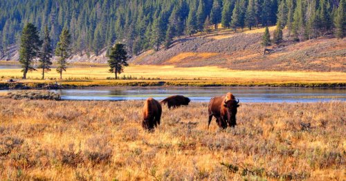 À Yellowstone, un touriste enfreint les règles et se fait attaquer par l'animal le plus dangereux du parc