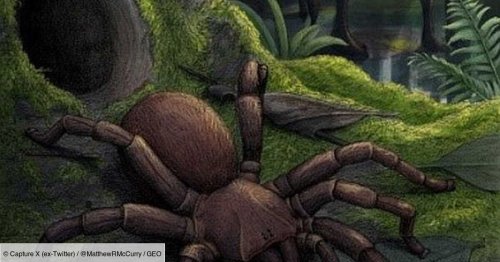 Le fossile d’une colossale "araignée-trappe" découvert en Australie