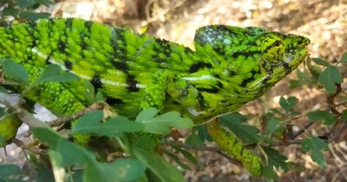 Le chiffre de GEO: ce caméléon en danger critique d'extinction ne survit que dans 4 km carrés de forêt