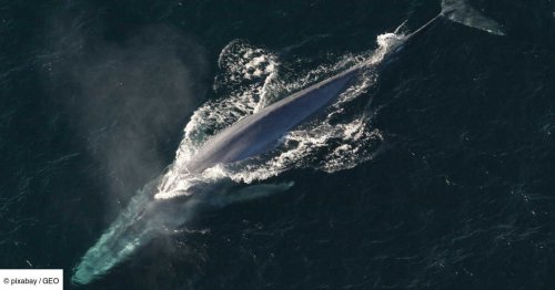 La baleine le plus solitaire au monde, un cétacé hybride tristement ignoré par ses pairs