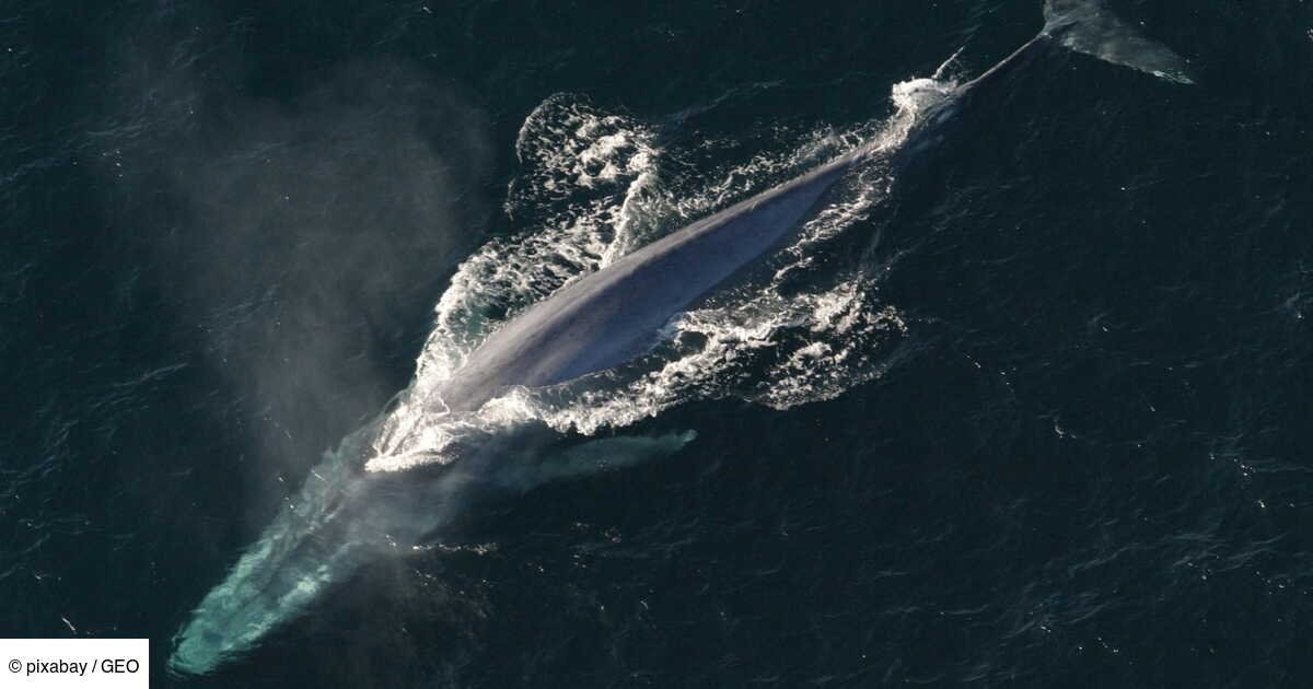 La baleine le plus solitaire au monde, un cétacé hybride tristement ignoré par ses pairs