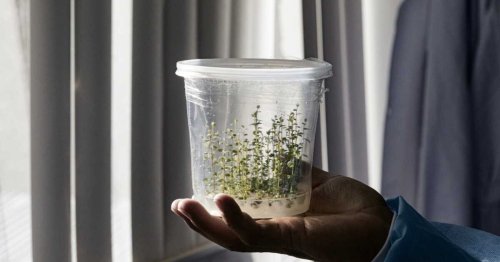 Au Pérou, des scientifiques inventent la myrtille du futur