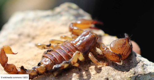 Une explosion de scorpions transforme les villes brésiliennes en piège venimeux