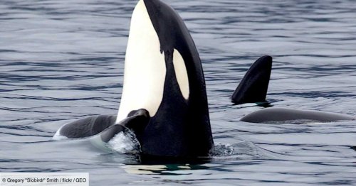 Alaska : les orques ont développé un nouveau comportement alimentaire qui semble les tuer
