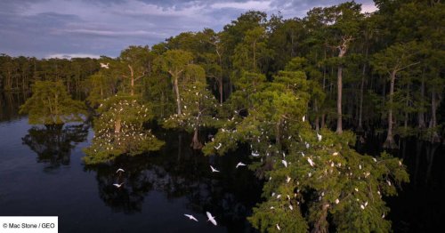 Floride: comment les Everglades ont perdu la moitié de leur superficie en 100 ans
