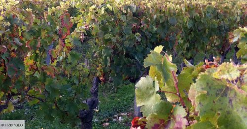 Charles III en France : tout savoir sur sa visite au château Smith Haut Laffite, promoteur du vin bio