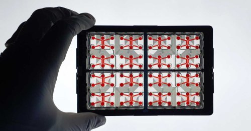 Des mini-organes humains sur puce: l'alternative prometteuse aux tests sur animaux