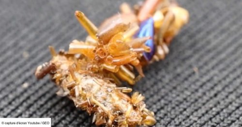À Hawaï, une étrange chenille se déguise avec les cadavres de ses proies