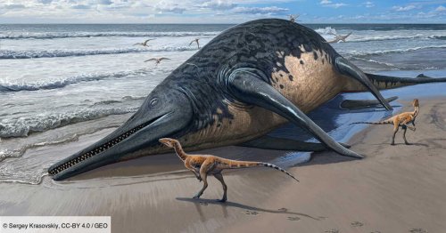 Découverte du plus grand reptile marin connu à ce jour, un ichtyosaure aussi long qu'une demi-piscine olympique