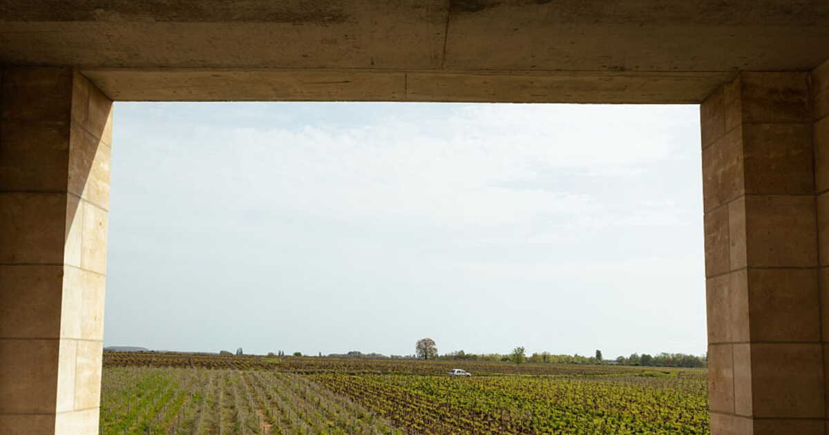 En Bourgogne, des vignerons misent sur la forêt pour protéger la vigne du réchauffement climatique