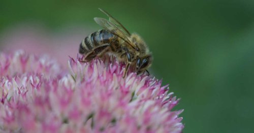 Avec leur pollen, les fleurs des villes transmettent aux abeilles un poison mortel