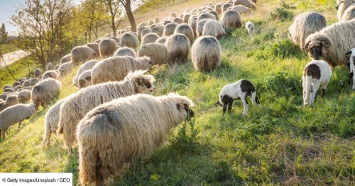 Randonnée sur La Routo, sur les traces des bergers entre France et Italie