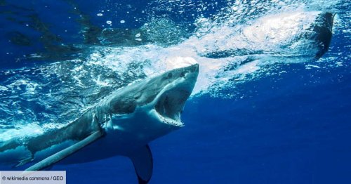 Un énorme requin décapite une baleine pygmée échouée alors qu'un humain tentait de la sauver