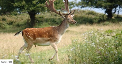 La maladie du cerf zombie pourrait-elle contaminer les humains? Les scientifiques alertent