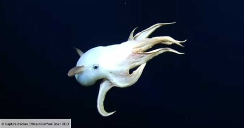 Une adorable pieuvre fantomatique observée à près de 2000 mètres de profondeur