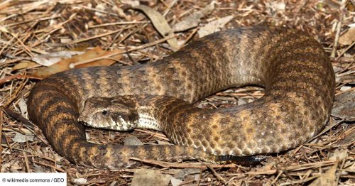 Une vipère de la mort mutante découverte: le serpent le plus dangereux du monde?
