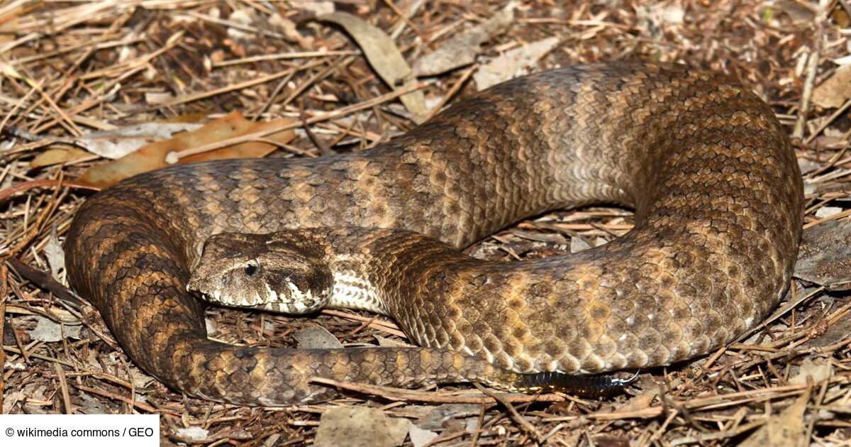 Une vipère de la mort mutante découverte: le serpent le plus dangereux du monde?